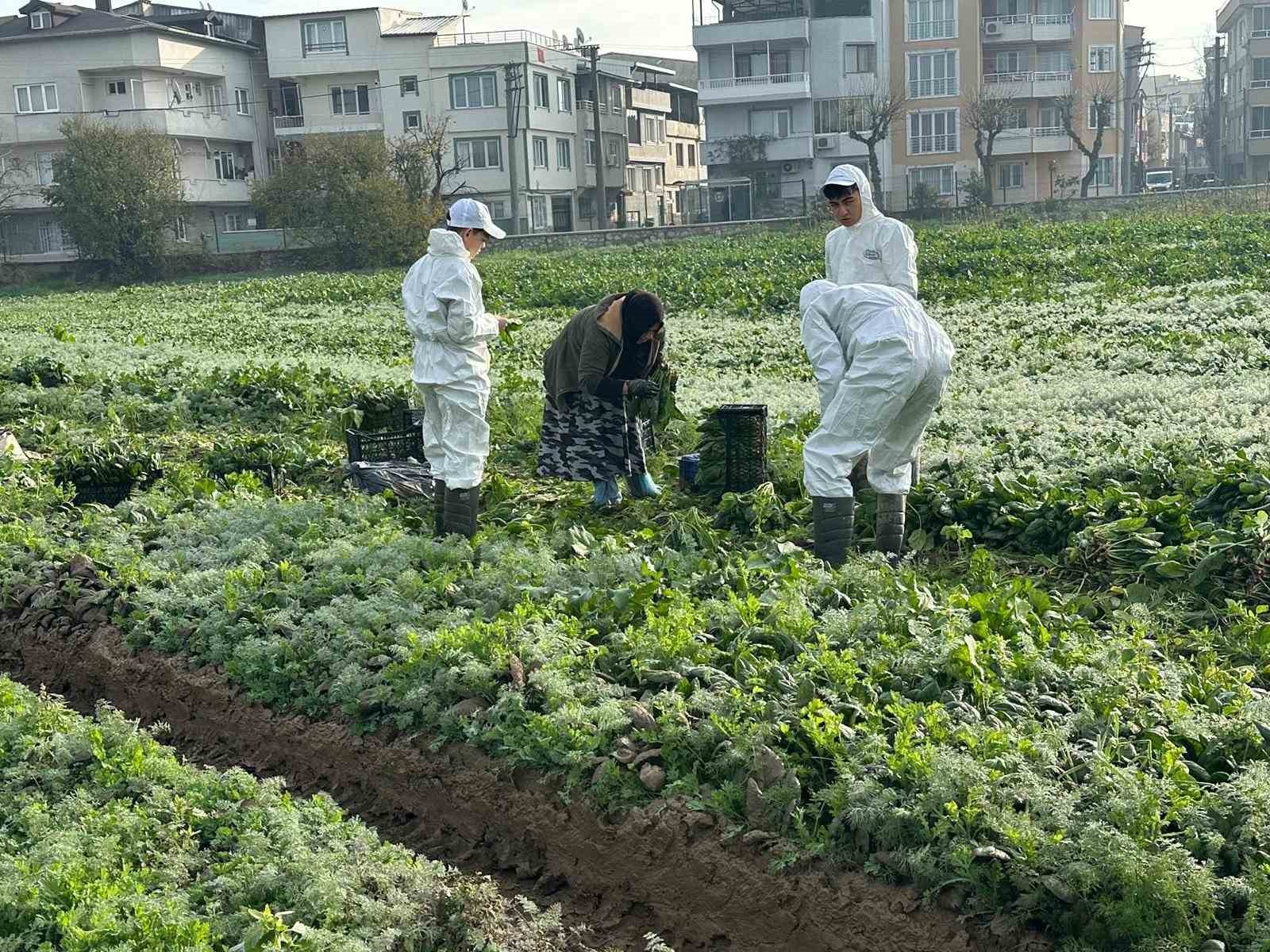 Ata tohumundan ilaç kullanılmadan üretiliyor, Kent Lokantası’ndaki yemeklerde kullanılıyor 10 ata tohumundan ilac kullanilmadan uretiliyor kent lokantasindaki yemeklerde kullaniliyor 6 hf28FgIw