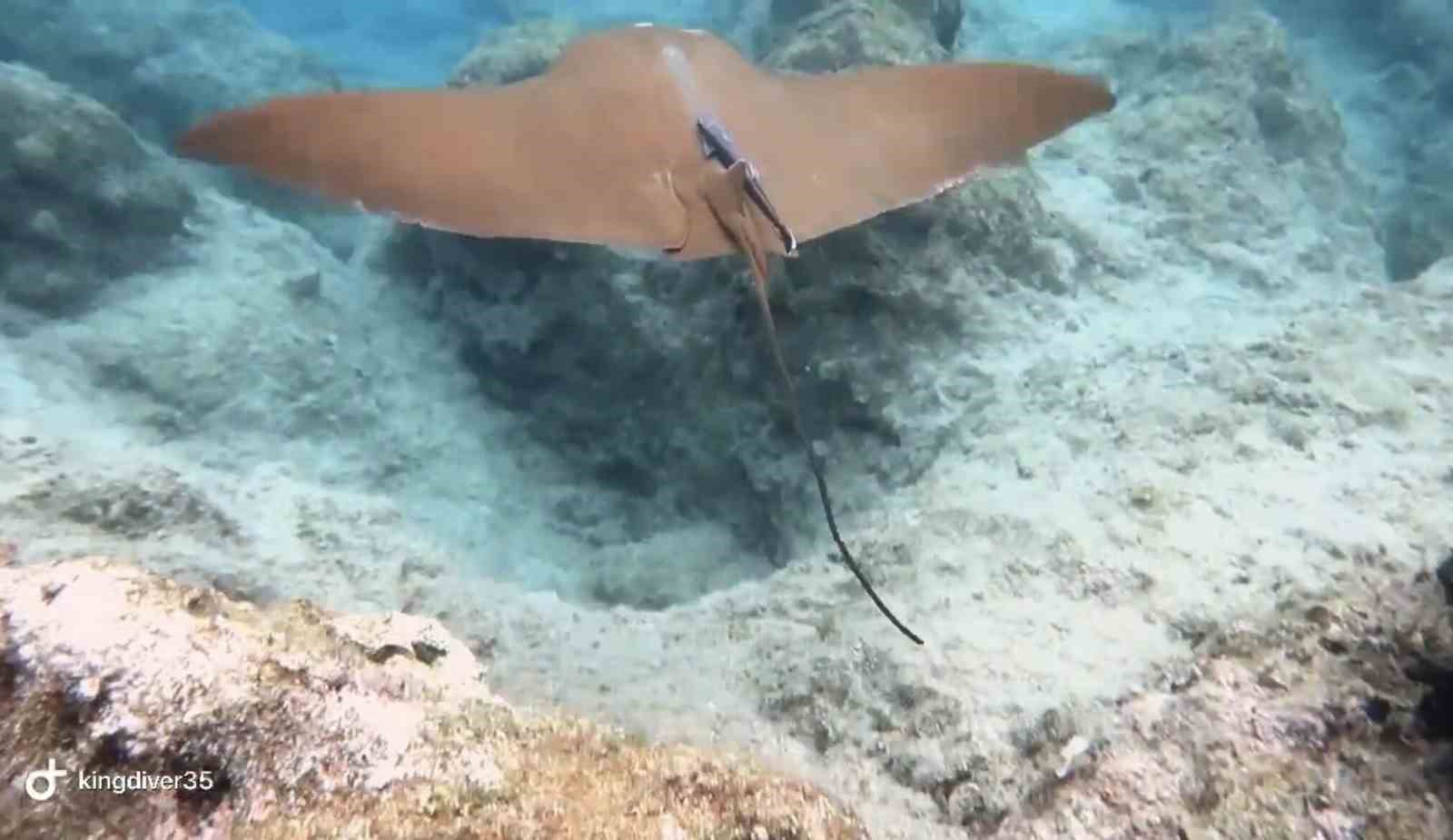 Atlantik kökenli inek burunlu vatoz Akdeniz’de ilk kez görüntülendi 4 atlantik kokenli inek burunlu vatoz akdenizde ilk kez goruntulendi 0 6sthddeO