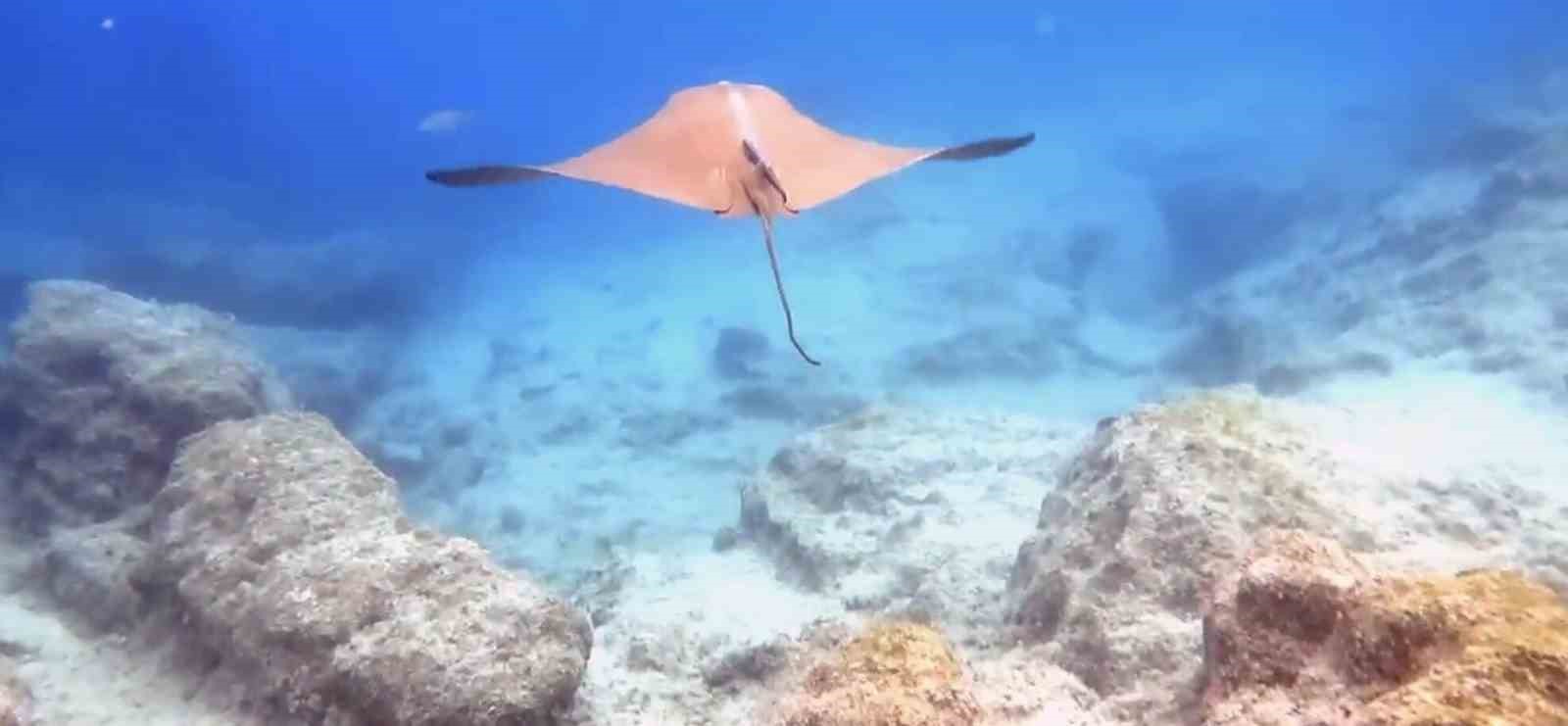 Atlantik kökenli inek burunlu vatoz Akdeniz’de ilk kez görüntülendi 5 atlantik kokenli inek burunlu vatoz akdenizde ilk kez goruntulendi 1 pB58NArE