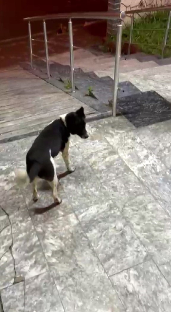 atlarin yaninda buyuyen kopek yuruyusuyle ilgi odagi oldu 1 3riKRYNE