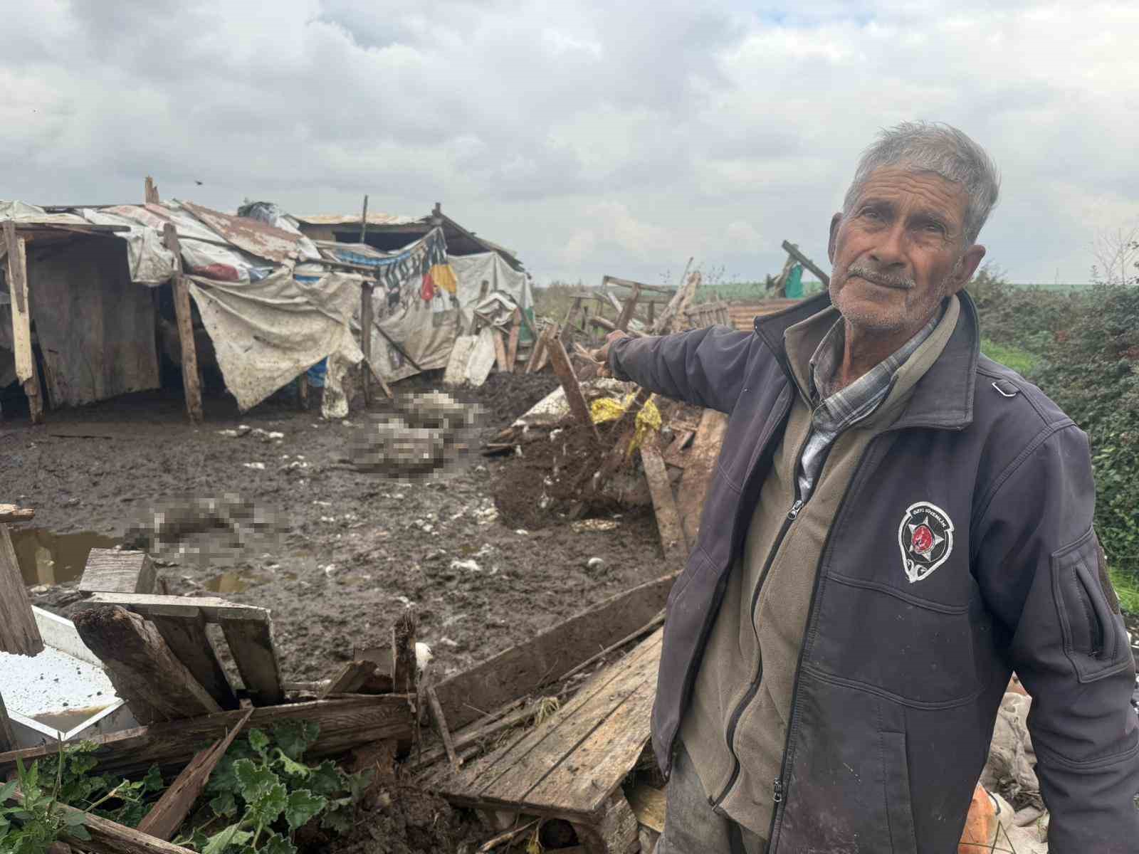 avcilarda basibos kopekler koyun surusune saldirdi 10 hayvan telef oldu 1 7Jgf6W9q