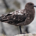 avustralya-ana-karasinda-ilk-h5n1-kus-gribi-vakasi-suphesi-n2RxDvYx.jpg