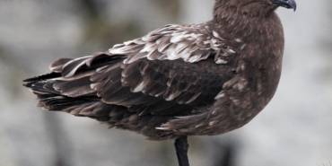 avustralya-ana-karasinda-ilk-h5n1-kus-gribi-vakasi-suphesi-n2RxDvYx.jpg