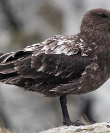 avustralya-ana-karasinda-ilk-h5n1-kus-gribi-vakasi-suphesi-n2RxDvYx.jpg