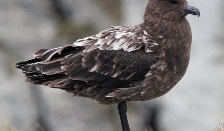 avustralya-ana-karasinda-ilk-h5n1-kus-gribi-vakasi-suphesi-n2RxDvYx.jpg