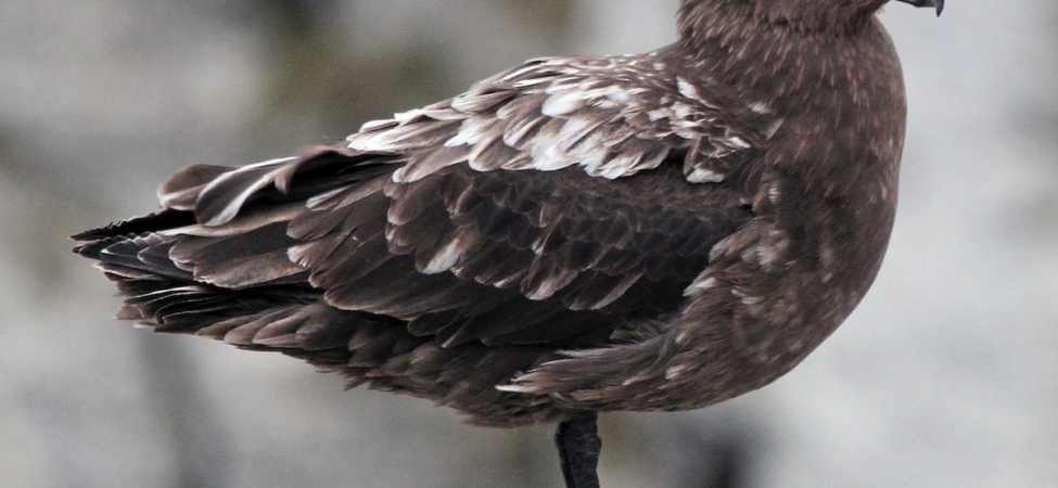 avustralya-ana-karasinda-ilk-h5n1-kus-gribi-vakasi-suphesi-n2RxDvYx.jpg