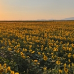 aycicegi-tarlalari-gorsel-solen-olusturuyor-id6m4ySv.jpg