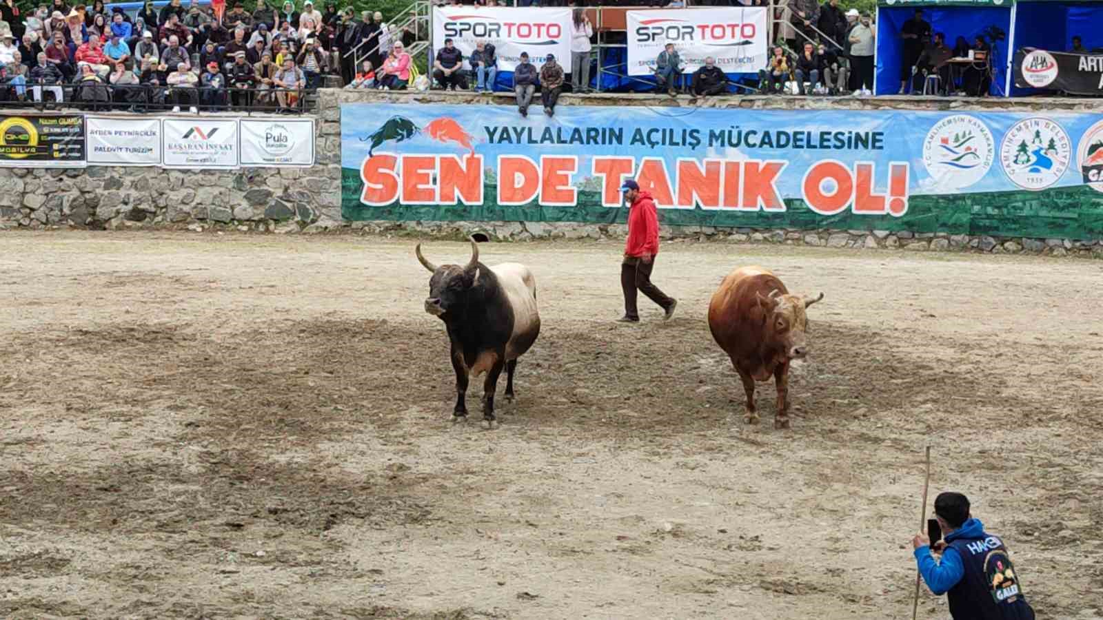 ayderde boga guresleri heyecani yasandi 1 lZ3UXlz5