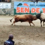 ayderde-boga-guresleri-heyecani-yasandi-CObMkMIc.jpg