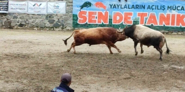 ayderde-boga-guresleri-heyecani-yasandi-CObMkMIc.jpg