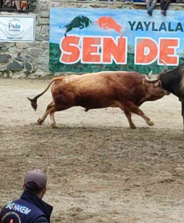 ayderde-boga-guresleri-heyecani-yasandi-CObMkMIc.jpg