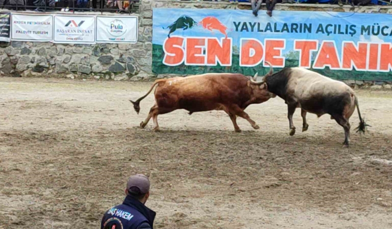 ayderde-boga-guresleri-heyecani-yasandi-CObMkMIc.jpg