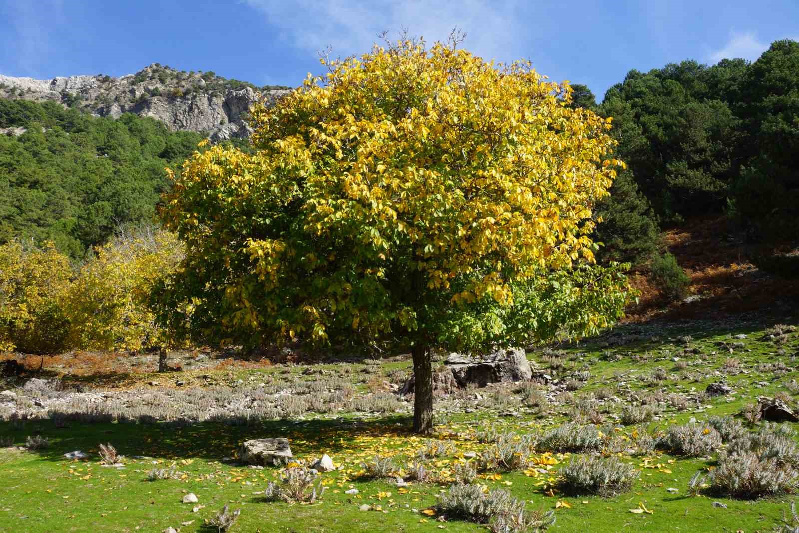 aydin daglari sonbahara kucak acti 4 DHzDU4vI