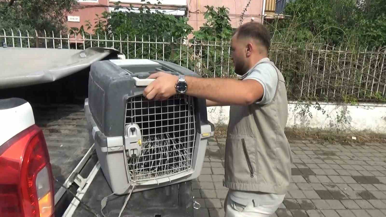 aydinda oklu kirpi operasyonu 0 SajzNUCX