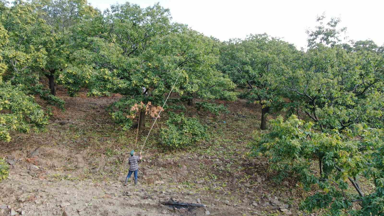 aydinin daglarinda hareketlilik basladi kestane ureticilerini hasat telasi sardi 2
