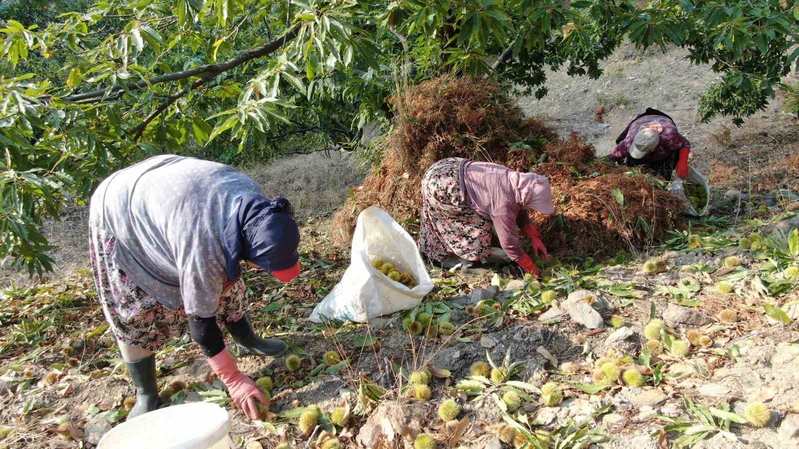 aydinin daglarinda hareketlilik basladi kestane ureticilerini hasat telasi sardi 3