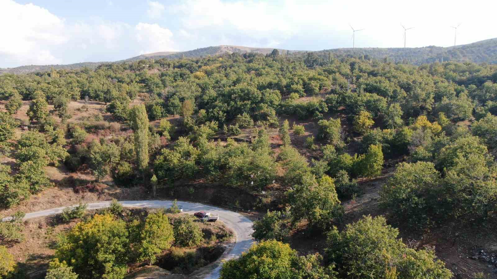 aydinin daglarinda hareketlilik basladi kestane ureticilerini hasat telasi sardi 4 3YkByfGp
