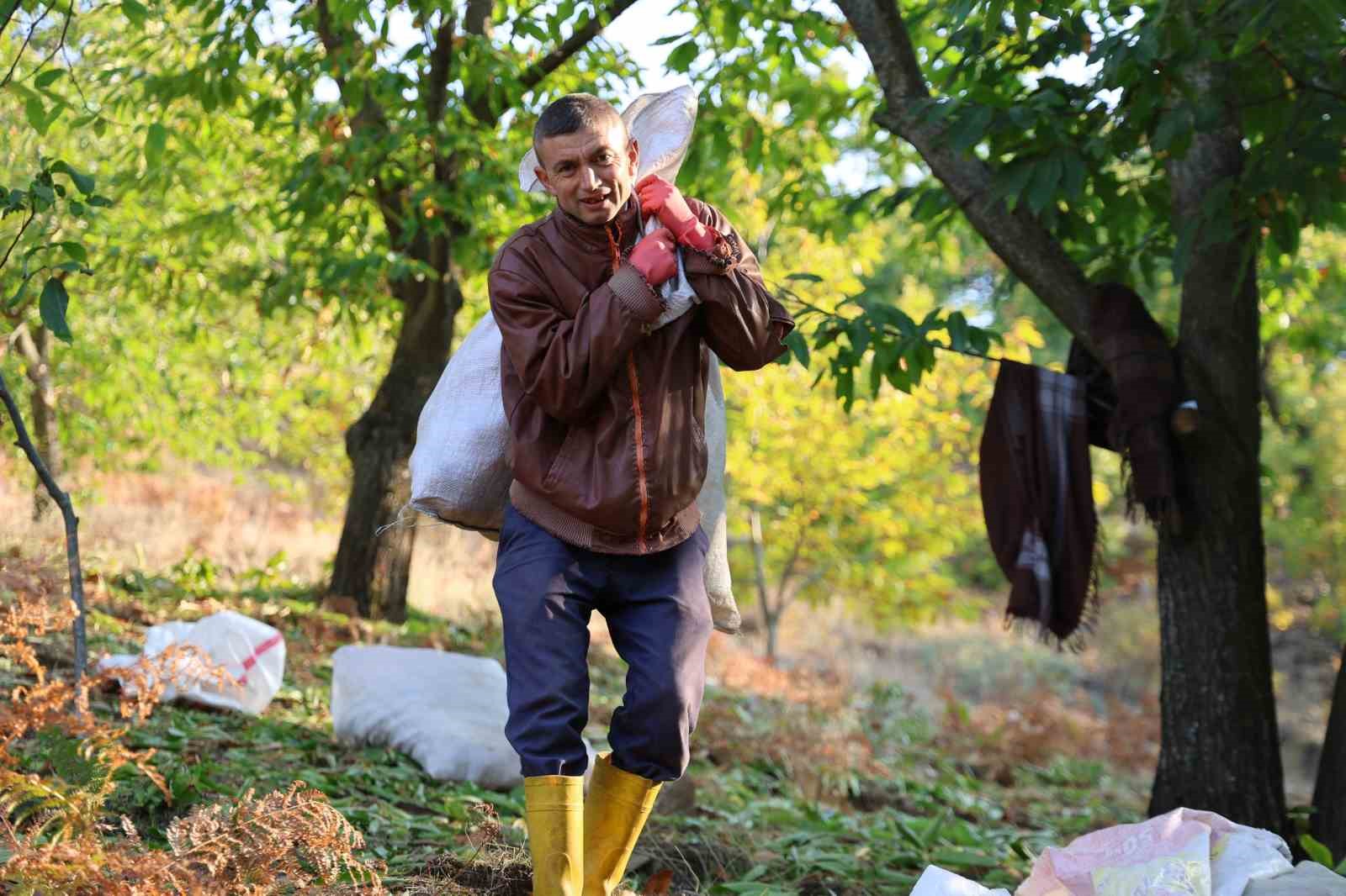 aydinin daglarinda hareketlilik basladi kestane ureticilerini hasat telasi sardi 6 CV2NY33L