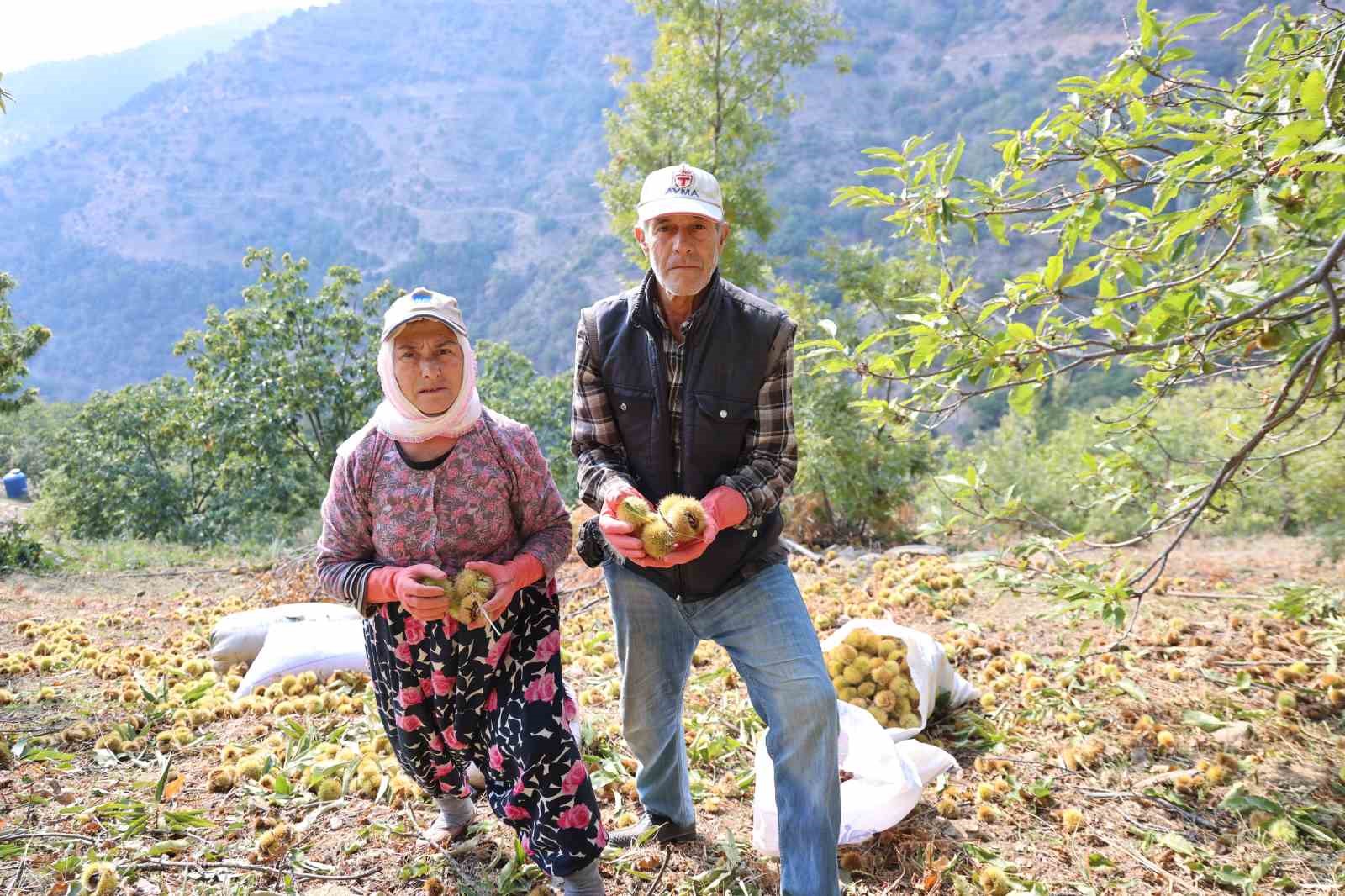 aydinin daglarinda hareketlilik basladi kestane ureticilerini hasat telasi sardi 8 ezcfrZ9q