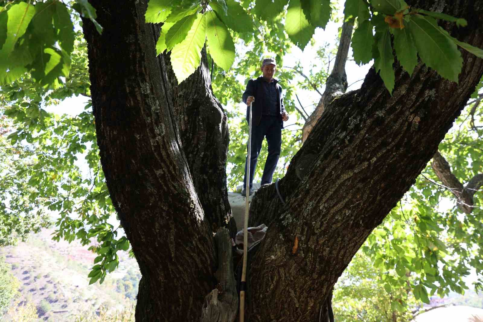 Aydın’ın dağlarında kestane sezonu sona erdi 9 aydinin daglarinda kestane sezonu sona erdi 5