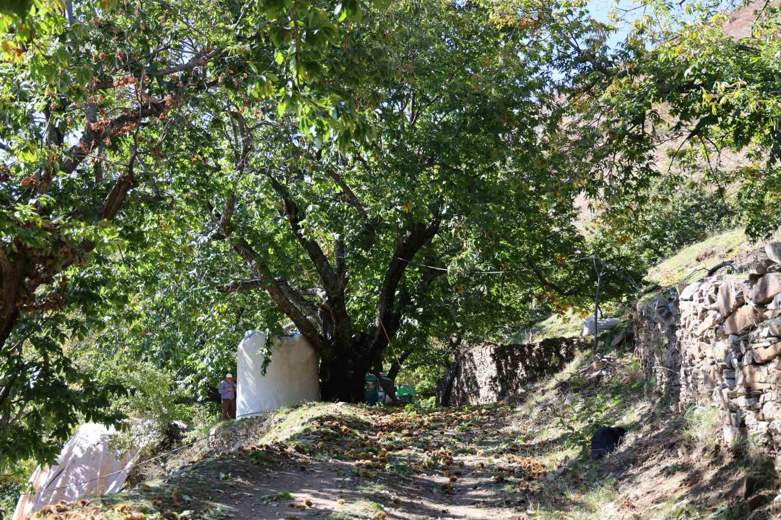 Aydın’ın dağlarında kestane sezonu sona erdi 12 aydinin daglarinda kestane sezonu sona erdi 8 edy98yQR