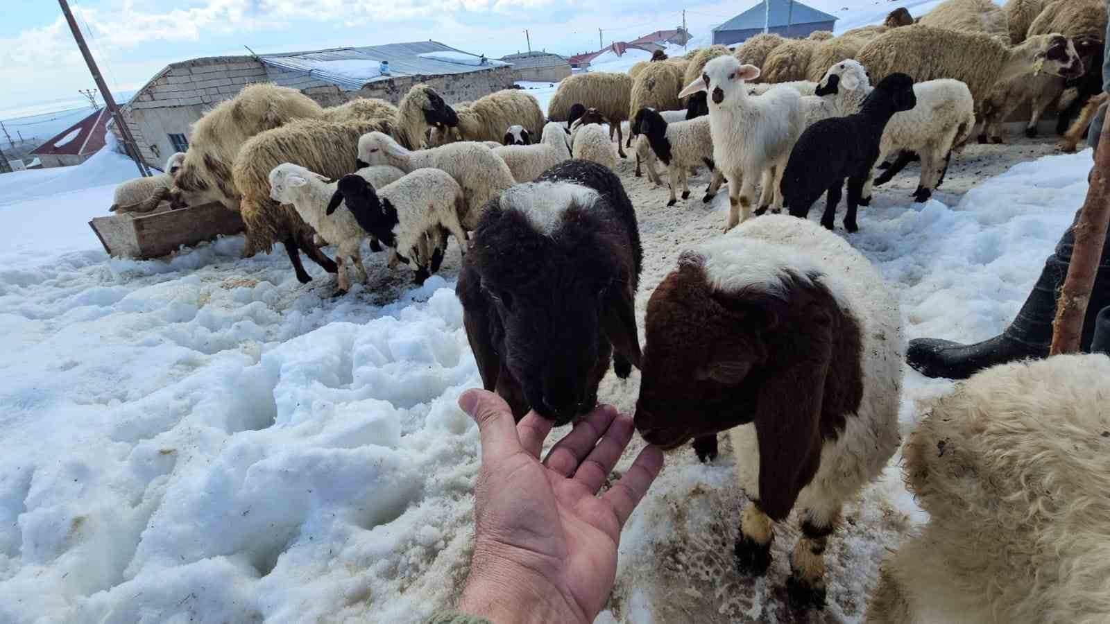 aydinlar beldesinde iki mevsim bir arada yasaniyor 0