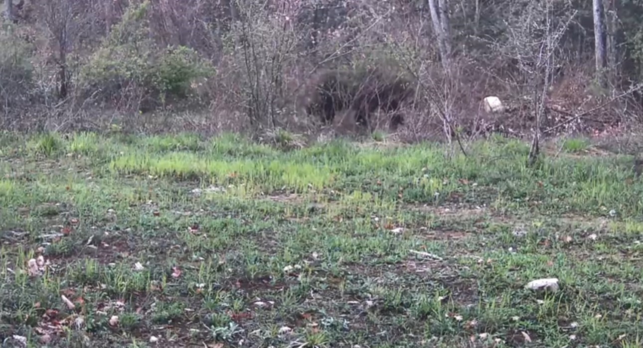 ayi domuz ve gelincik fotokapanla goruntulendi 0 mvWOPqmv
