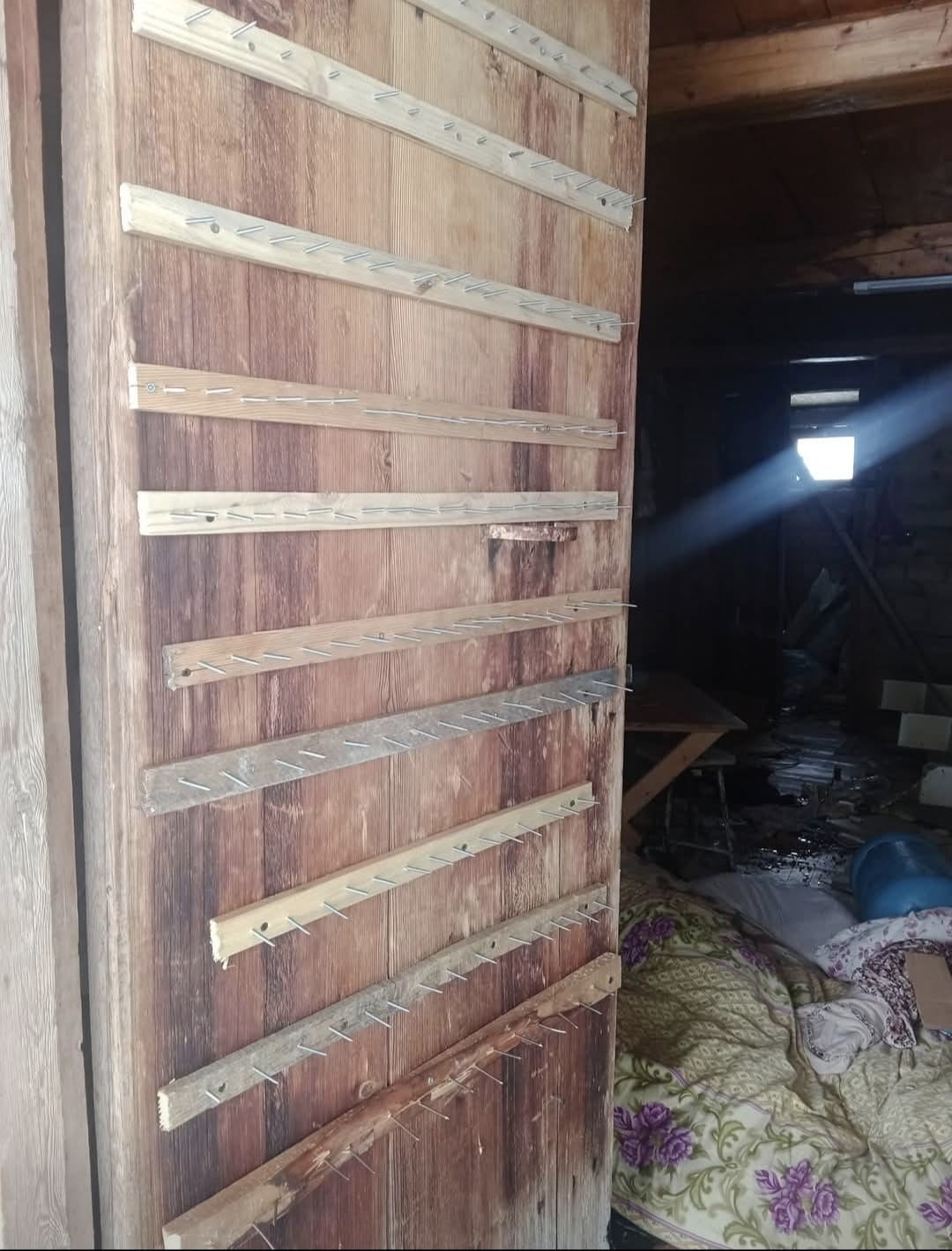 ayilar kis uykusu nedir bilmiyor yayla evlerine saldirilari suruyor 3 GXvBdR2k