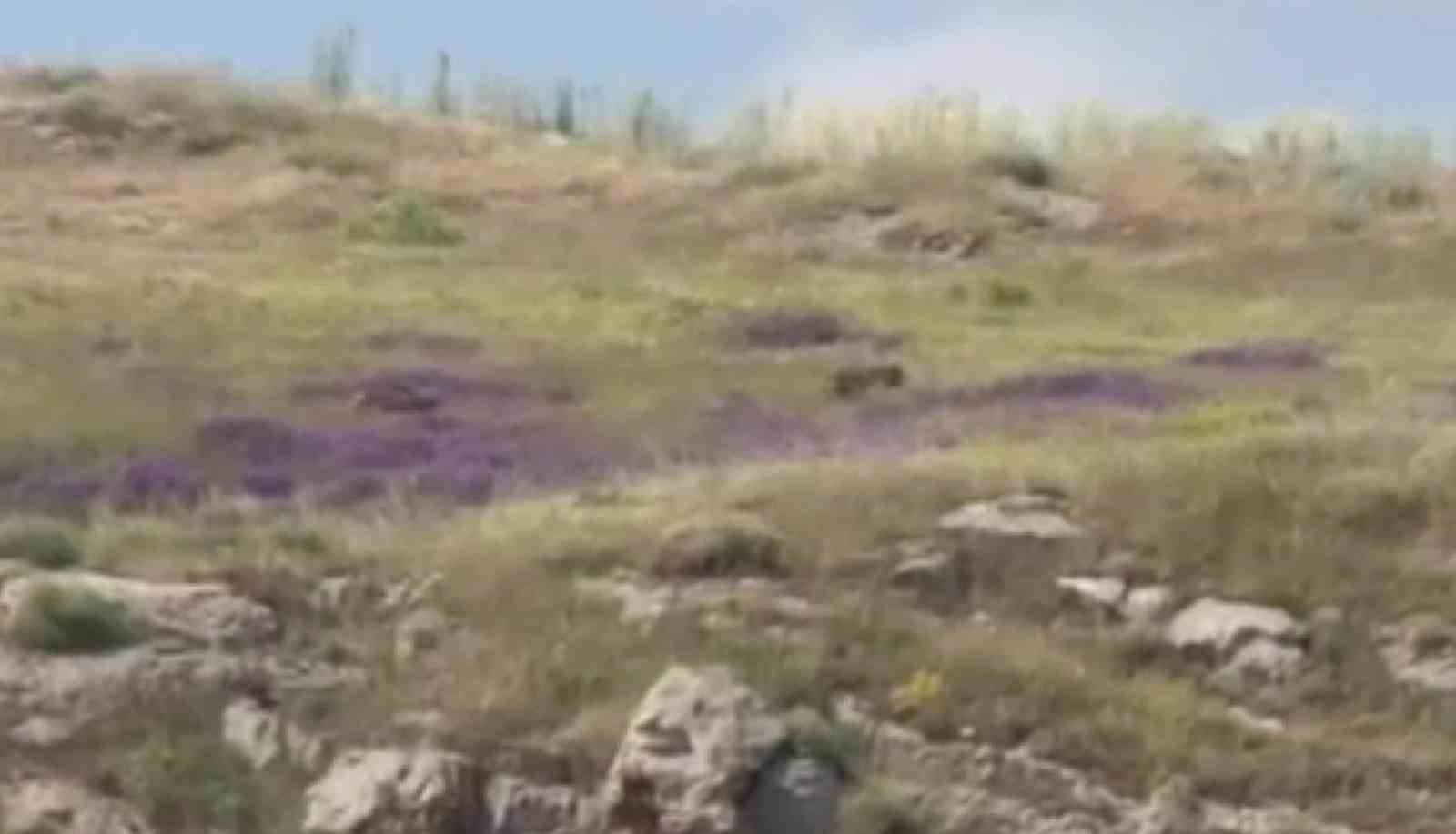 ayilar patates ureticilerini tedirgin ediyor 1