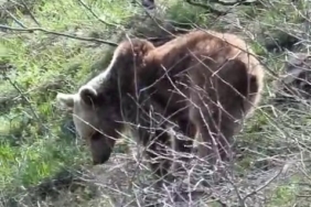 Kayseri beşik gibi: 62 adet deprem meydana geldi 1 thumbnail