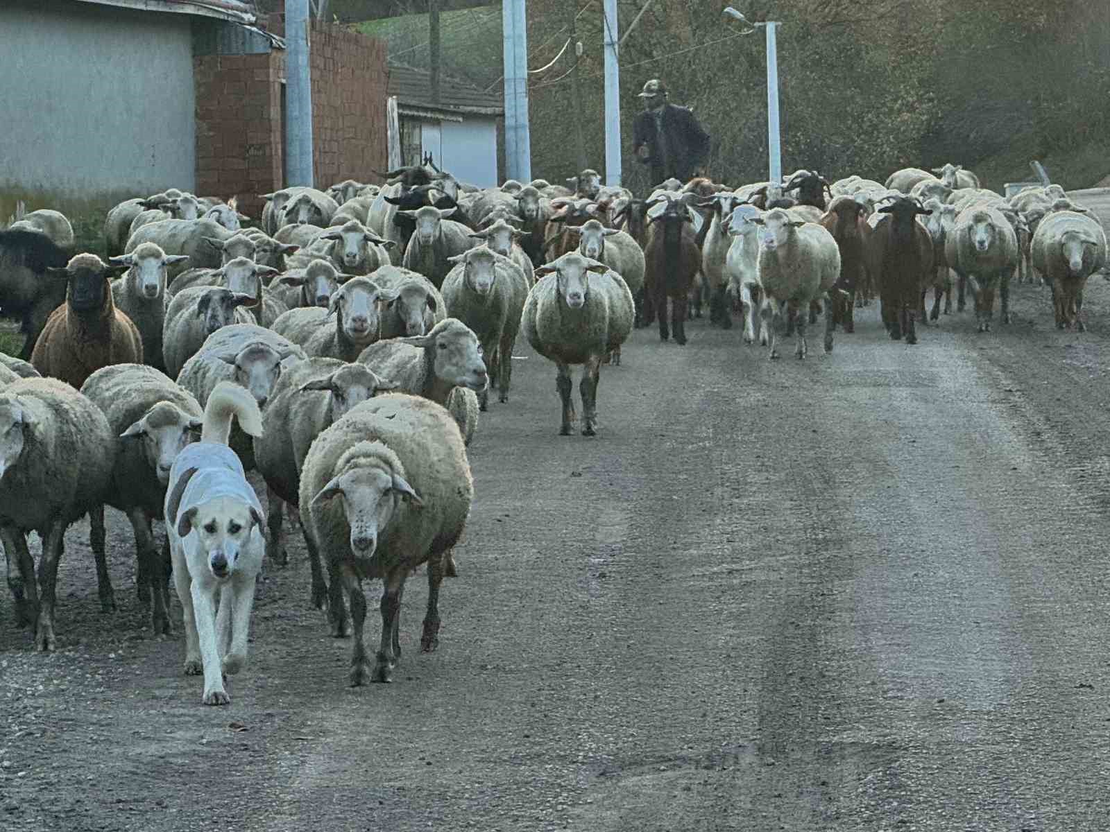 aylik 50 bin liraya coban bulamiyorlar 0 bKmCbLRI