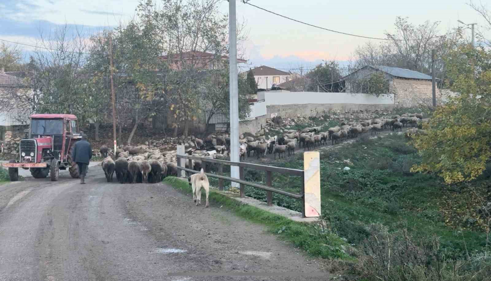 aylik 50 bin liraya coban bulamiyorlar 2 SMtF2BHL