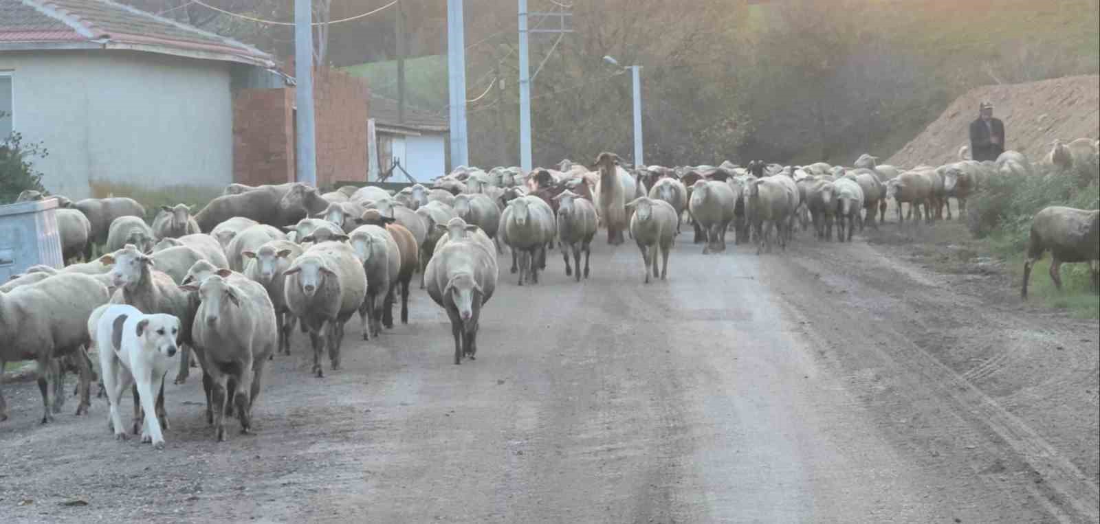 aylik 50 bin liraya coban bulamiyorlar 3 Xv6BMMeA