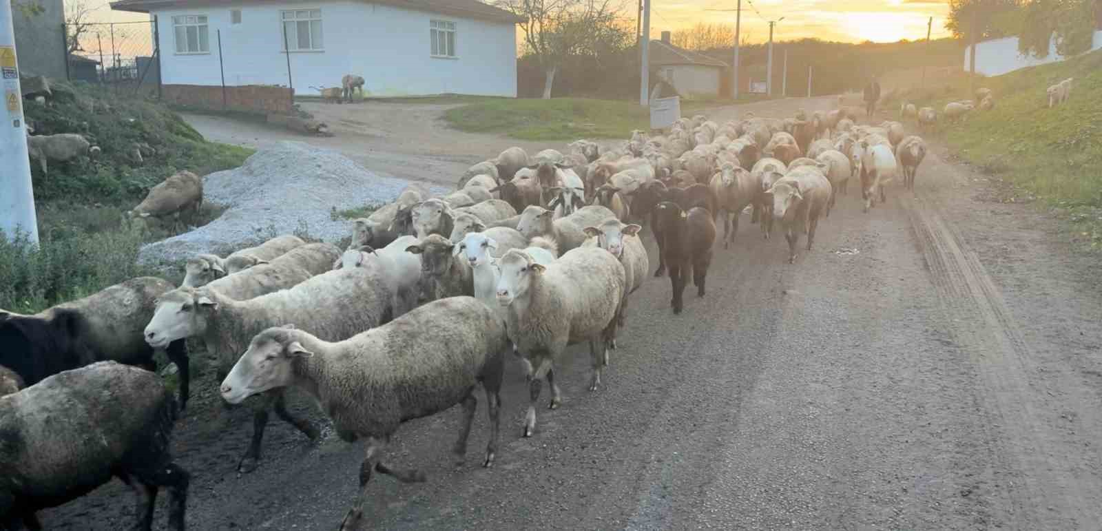 aylik 50 bin liraya coban bulamiyorlar 4 pkVmpac5