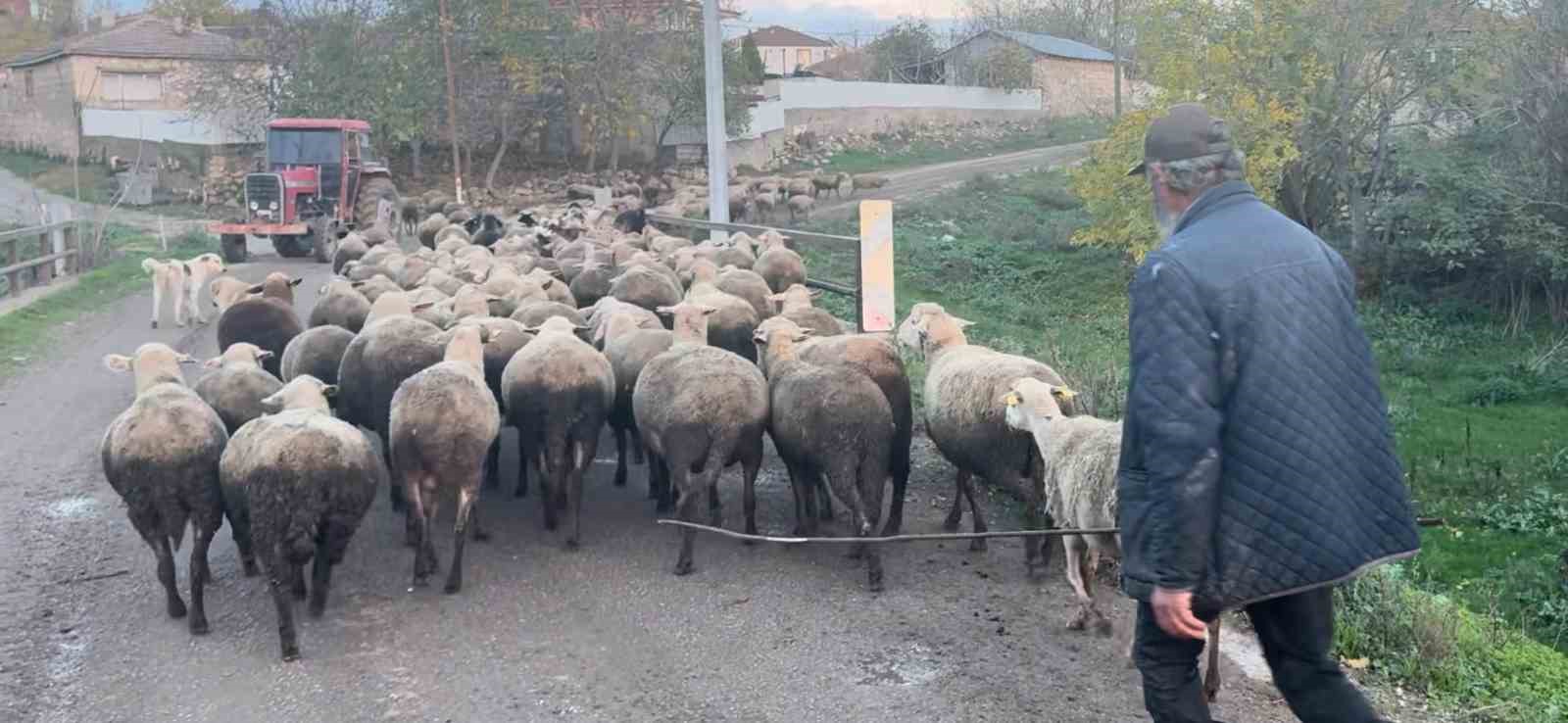 aylik 50 bin liraya coban bulamiyorlar 5 2r9dCGLg