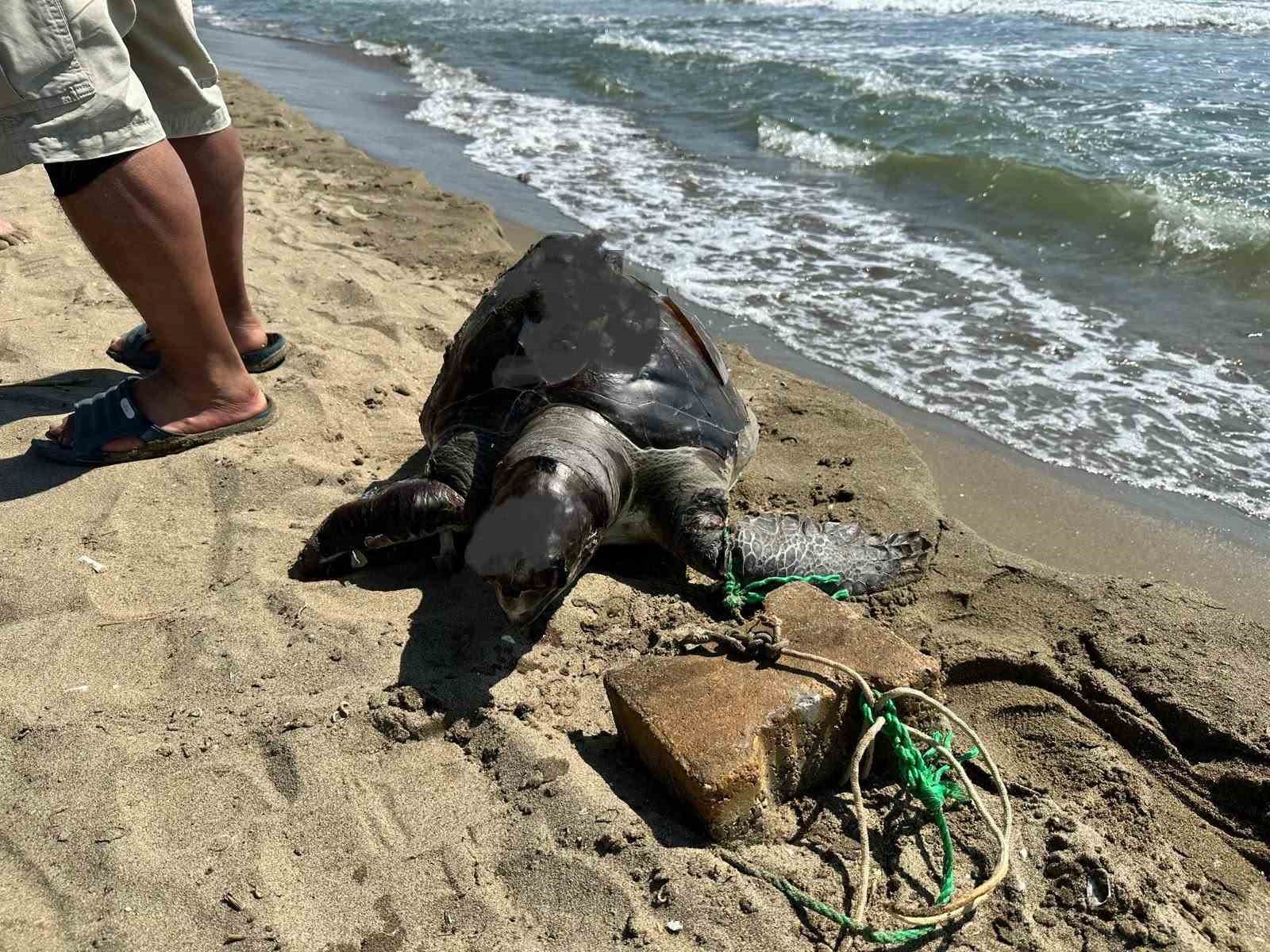 Aynı bölgede ikinci vaka: Deniz kaplumbağasının ayağına taş bağladılar 5 ayni bolgede ikinci vaka deniz kaplumbagasinin ayagina tas bagladilar 1 p4V5cV3U