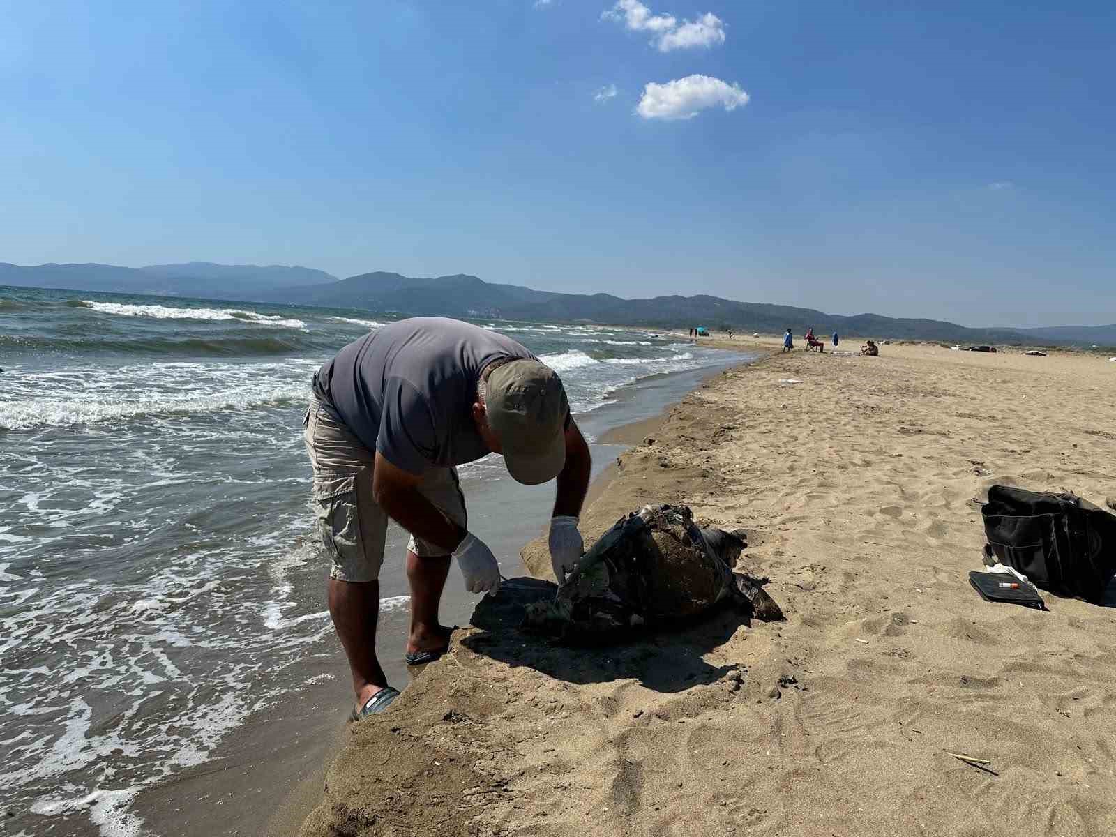 Aynı bölgede ikinci vaka: Deniz kaplumbağasının ayağına taş bağladılar 6 ayni bolgede ikinci vaka deniz kaplumbagasinin ayagina tas bagladilar 2 vunhPKnT