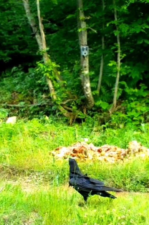 ayni ormanda yiyecek arayan farkli turler fotokapana yakalandi 3 4tqXbDfu