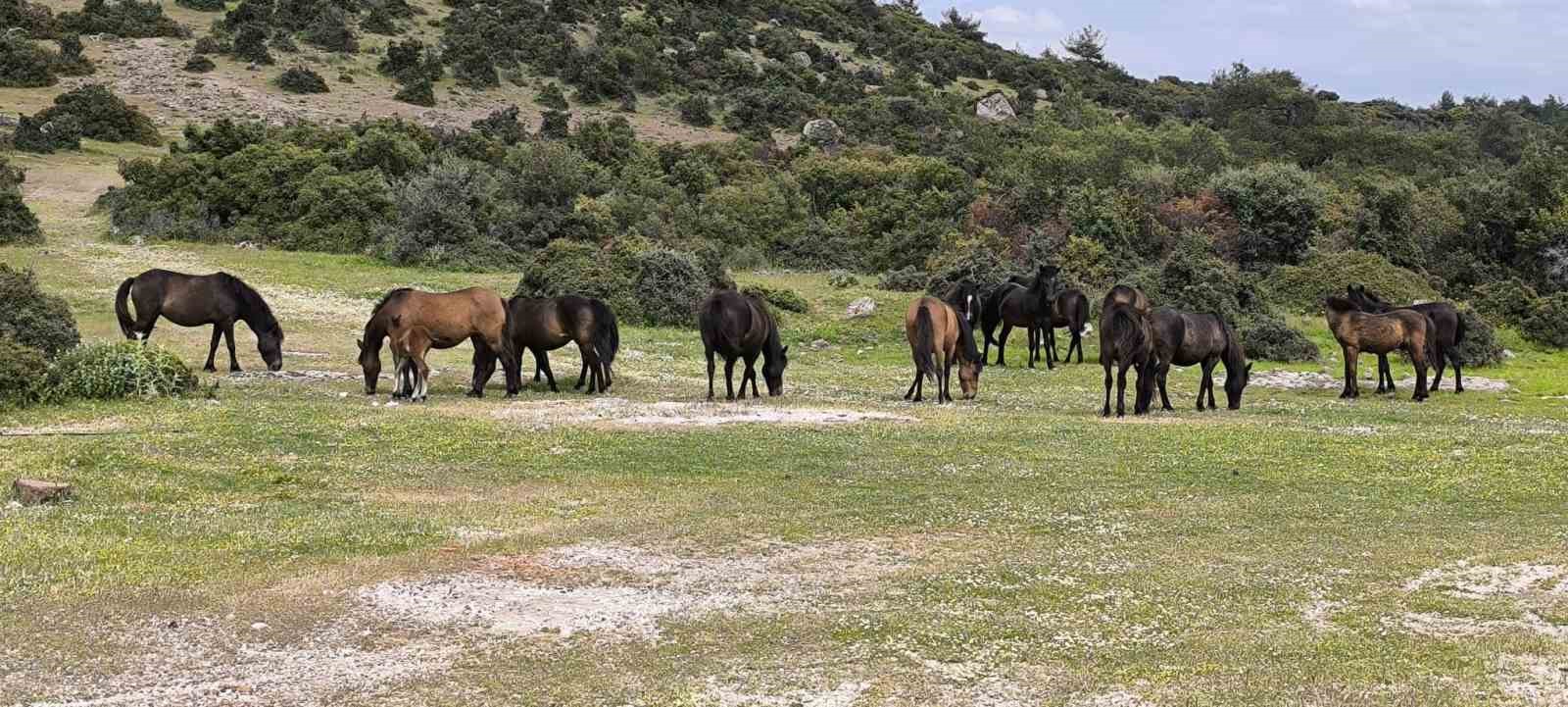 ayvacikta ciftciler basibos yilki atlarindan dertli 0 Aeh9CfML