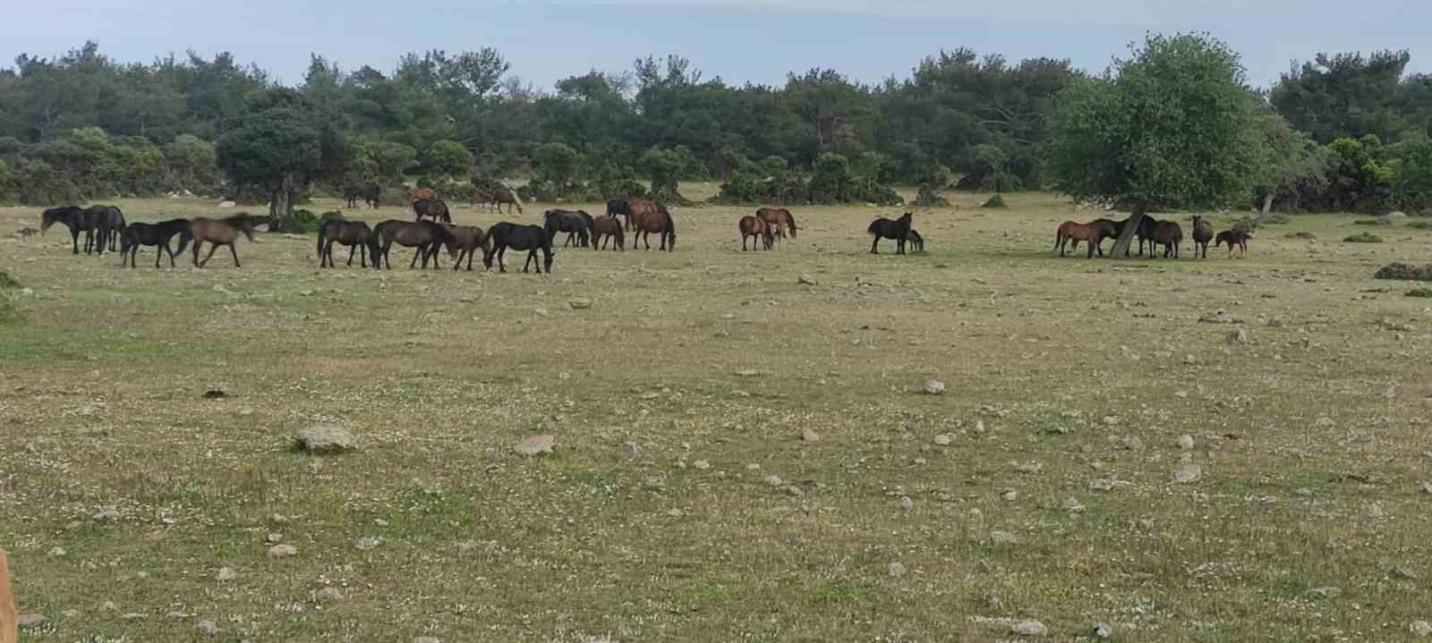 ayvacikta ciftciler basibos yilki atlarindan dertli 1 XhcH5jfd