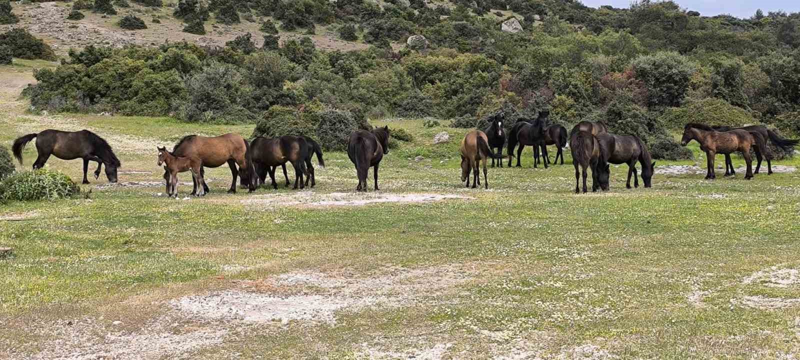 ayvacikta ciftciler basibos yilki atlarindan dertli 2 HbhS39RV