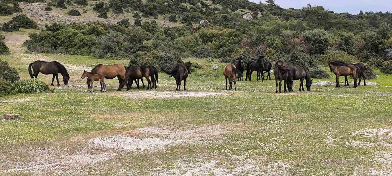 ayvacikta ciftciler basibos yilki atlarindan dertli 3 EcKvmOSc