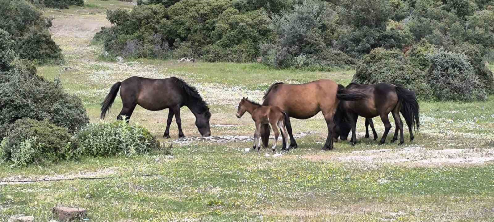 ayvacikta ciftciler basibos yilki atlarindan dertli 5 WhfYO8Ee