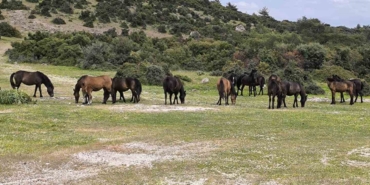 ayvacikta-ciftciler-basibos-yilki-atlarindan-dertli-e6Nbdtvf.jpg