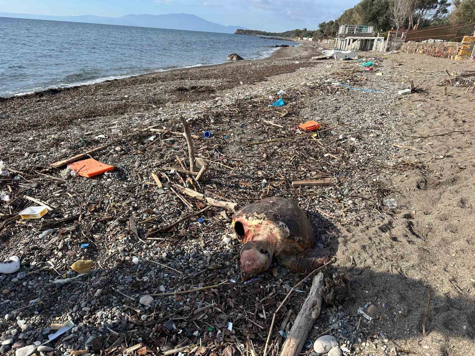 ayvacikta olu caretta caretta sahile vurdu 0 fAVHaRdc