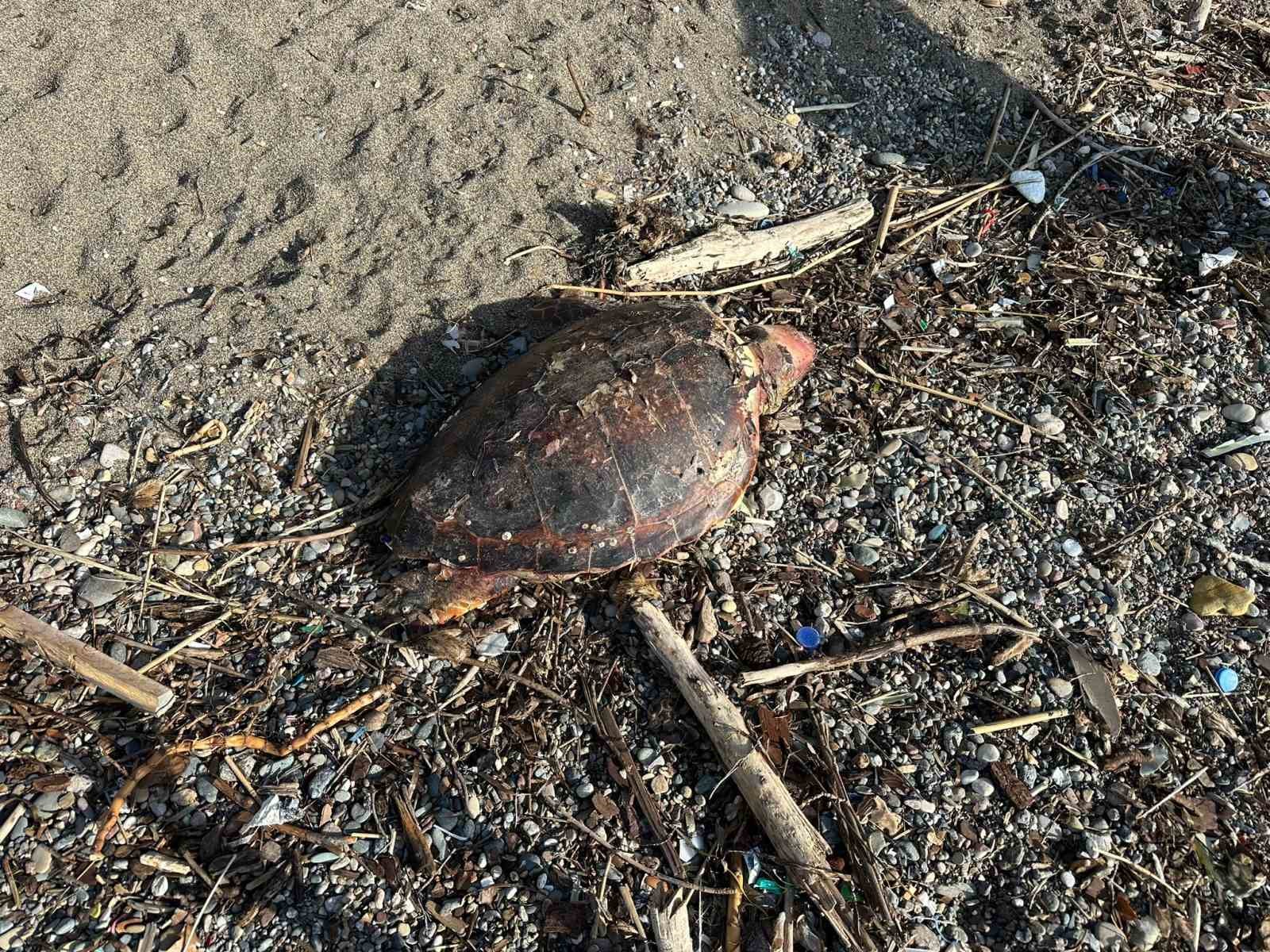 ayvacikta olu caretta caretta sahile vurdu 2 7YwAiEfl