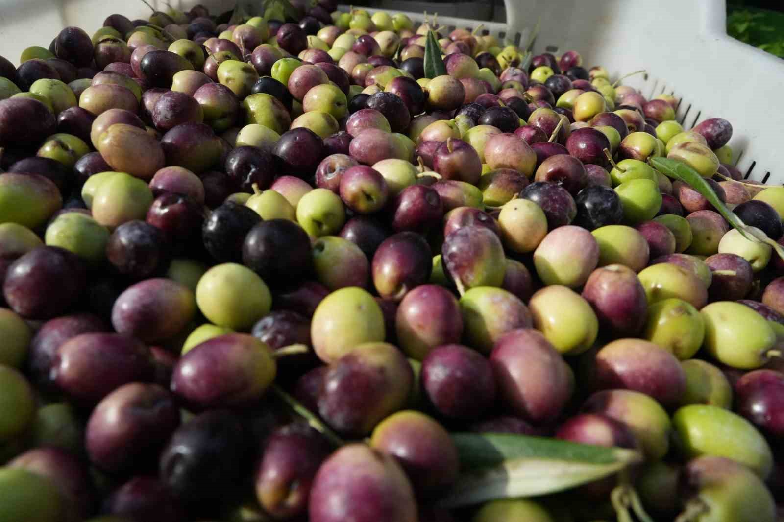 ayvalik ticaret odasi baskani ali ucar zeytinyaginda lisansli depoculuk hayata gecmeli 1