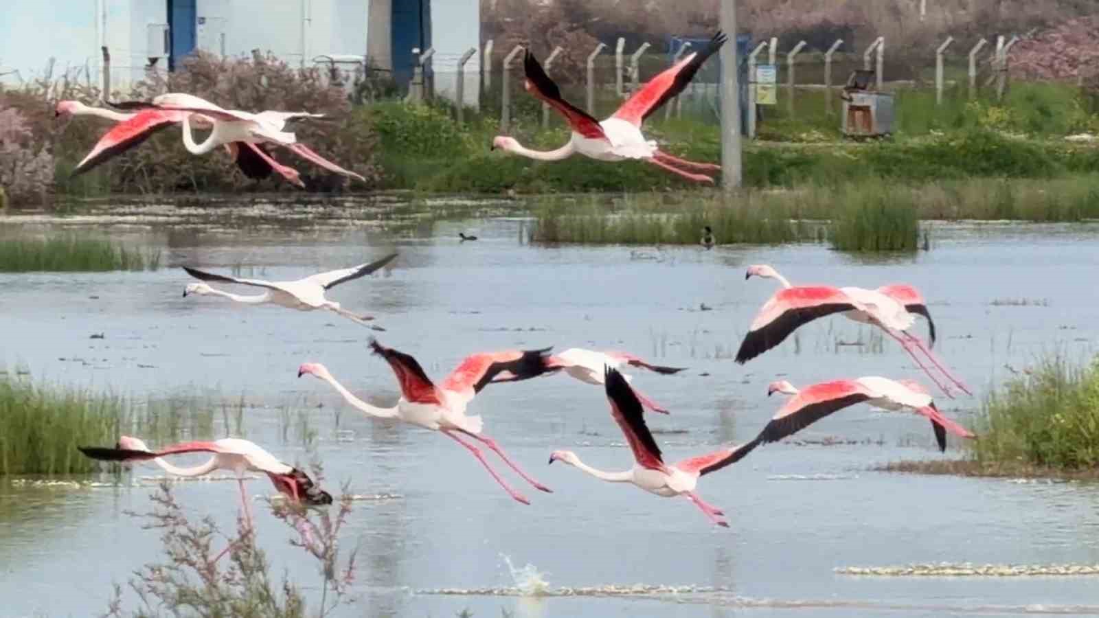 ayvalikin pembe kanatli misafirleri 0 4UmvgNle