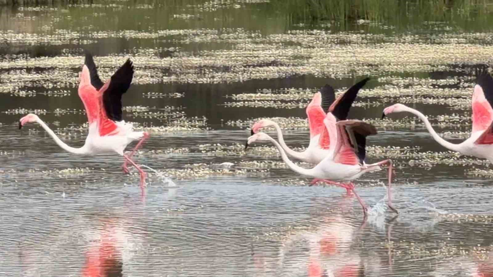 ayvalikin pembe kanatli misafirleri 1
