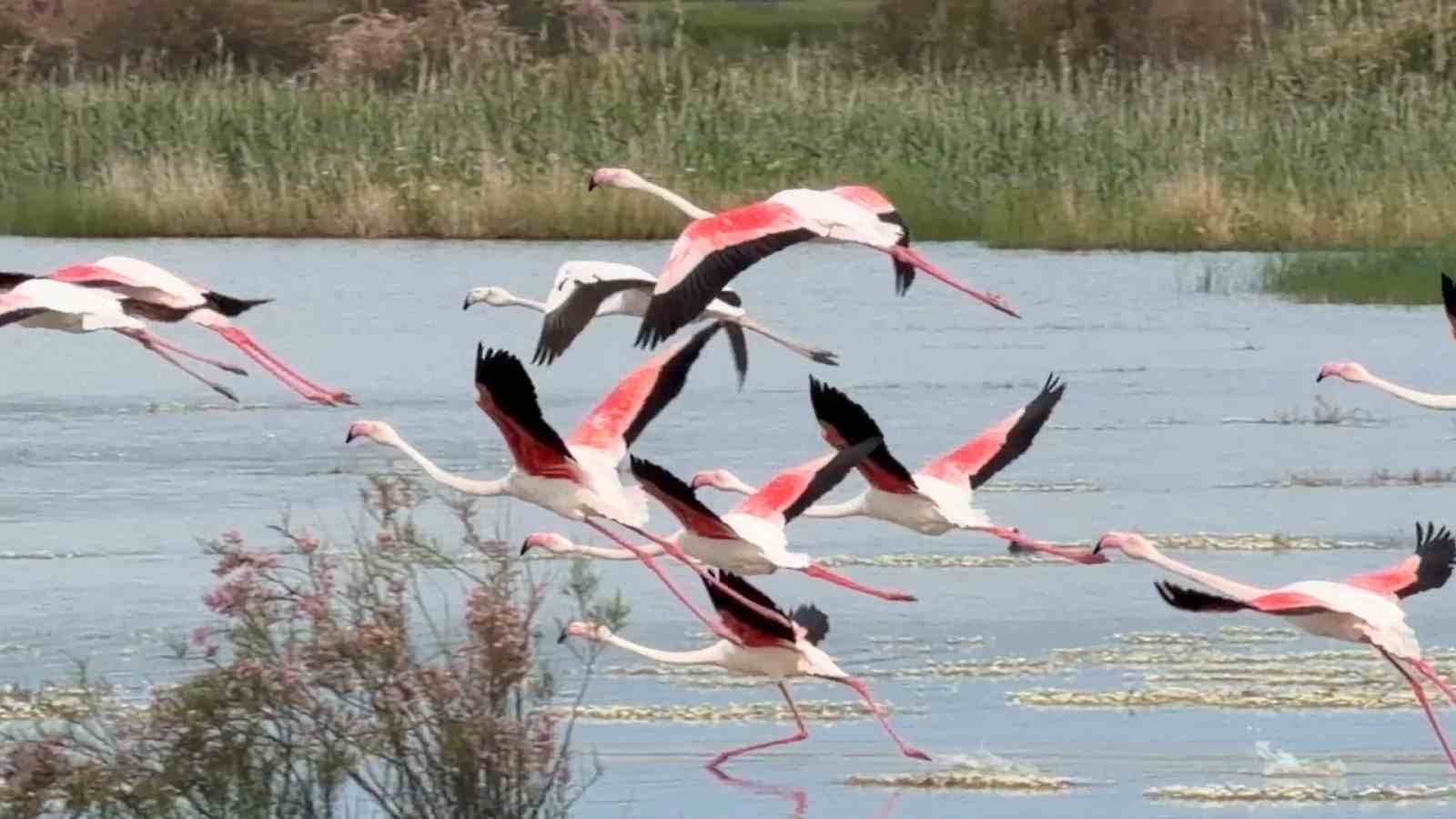 ayvalikin pembe kanatli misafirleri 2 OrZdlHCt